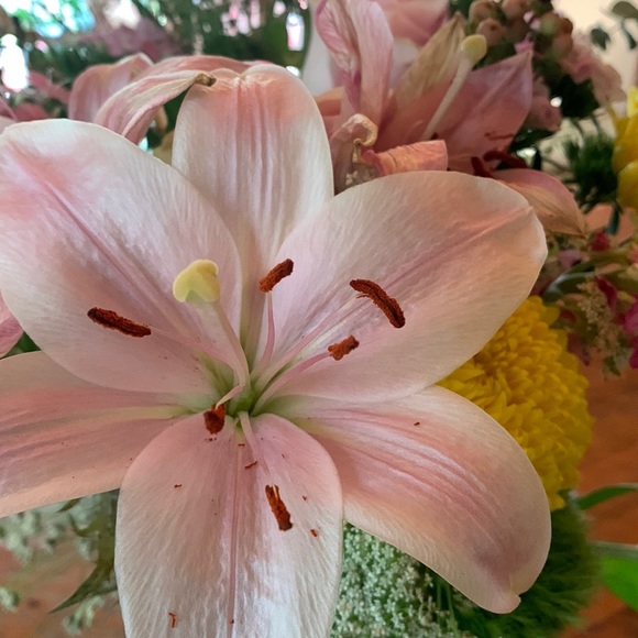 Meet your Posher, Tanna - Picture 1 of 1